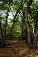 walk in Hatfield forest