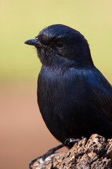 Fork Tailed Drongo