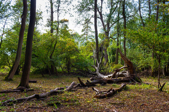 walk in Hatfield forest