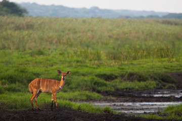 Nyala on wetlands