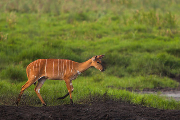 Nyala