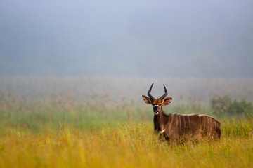 Nyala in mist
