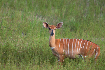Nyala in Grass