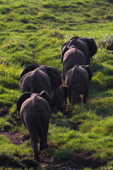 Elephant herd