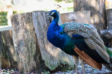 Fototapeta premium Close up of a peacock