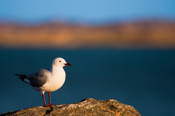 Hartlaub's Gull