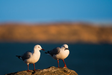 Hartlaub's Gull