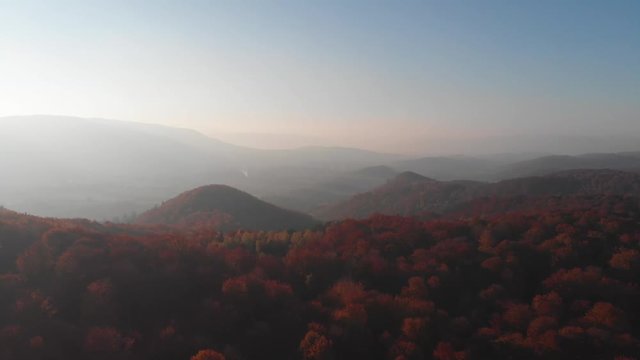 AERIAL: Beautiful autumn trees in yellow, orange and red forest on sunny autumn day