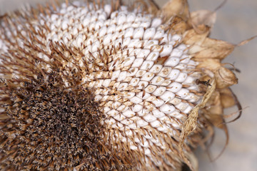 Sunflowers in Germany on the roadside just before sunset
