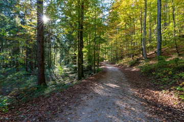 Fototapeta na wymiar Wanderweg am Langbathsee mit vielen Laubbäumen im Herbst