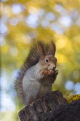 The squirrel eats nut on a tree in the autumn wood