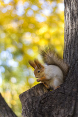 A squirrel sits on a tree, enjoying a snack against a backdrop of golden autumnal foliage.  Concept of: Seasonal woodland wildlife