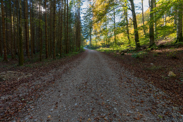 Fototapeta premium Wanderweg am Langbathsee mit vielen Laubbäumen im Herbst