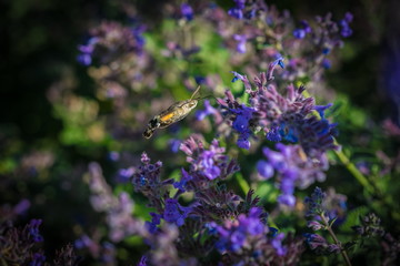 Cute hummingbird hawk-moth, Macroglossum stellatarum, buzzing around blue and purple flowers sampling nectar, sunny autumn day in a garden, dark green and blue background
