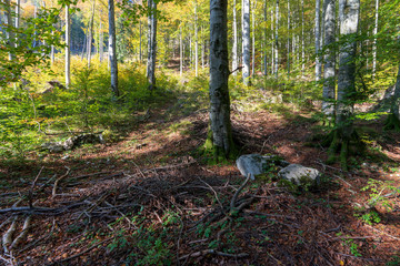 herbstlicher Langbathsee mit vielen Laubb&auml;umen und einigen Findlingen