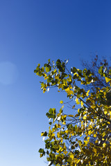 autumn trees against the sky