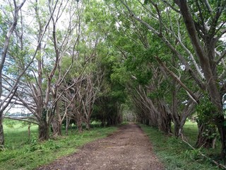 CAMINO NATURAL