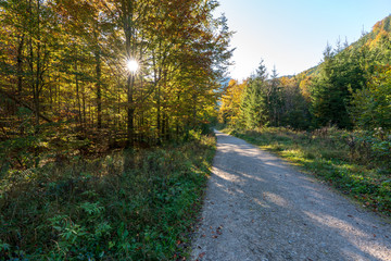 Wanderweg am Langbathsee mit vielen Laubbäumen im Herbst