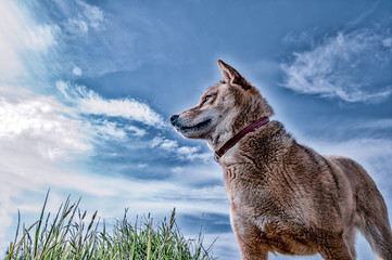 青空と柴犬（ハイコントラスト・バージョン）