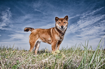 柴犬のいる光景（ハイコントラスト・バージョン）