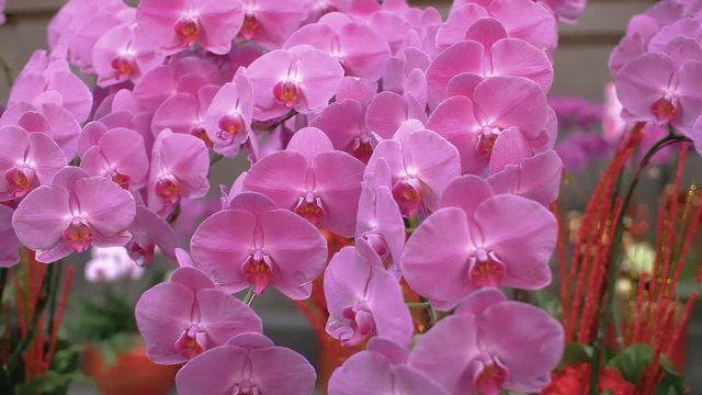 A dolly shot of fresh, pink orchids in Longshan Temple