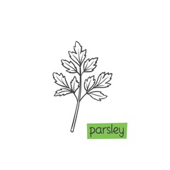Parsley hand drawn