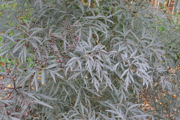 Sambuca nigra, black elderberry,York Museum Gardens, North Yorkshire, England, September 2018