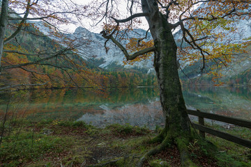 herbstlicher Langbathsee mit vielen Laubbäumen 