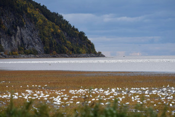 view of Cap Tourmente 