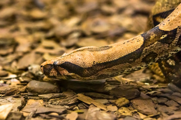 Boa constrictor, a species of large, heavy bodied snake.