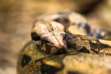 Boa constrictor, a species of large, heavy bodied snake.