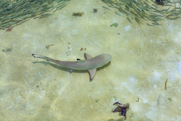 夕焼け, 海, 太陽, 空, 水, 日の出, 浜, 帆船, 地平線, 自然, オレンジ, 雲, 風景, 今夜, 夜明け, 旅行, ボート, 光, クルーズ, モルジブ, モルディブ, リラックス, カップル, 家族, ツアー, 海外, 地中海, インド洋, ハワイ, 沖縄, 海南島, リゾート, 水上, ヴィラ, 高級, ホテル, 民泊, 旅館, 老舗, 料理, 和食, 洋食, フランス, イタリ