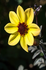 Bright yellow flower faces the sunshine