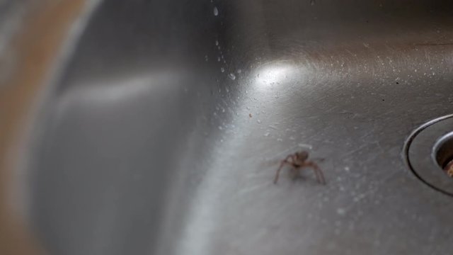 Small aggressive huntsman spider caught in a kitchen sink.