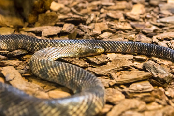 Rainbow boa, Epicrates cenchria. Amazing snake.