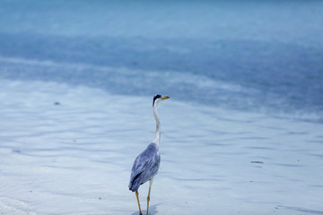 夕焼け, 海, 太陽, 空, 水, 日の出, 浜, 帆船, 地平線, 自然, オレンジ, 雲, 風景, 今夜, 夜明け, 旅行, ボート, 光, クルーズ, モルジブ, モルディブ, リラックス, カップル, 家族, ツアー, 海外, 地中海, インド洋, ハワイ, 沖縄, 海南島, リゾート, 水上, ヴィラ, 高級, ホテル, 民泊, 旅館, 老舗, 料理, 和食, 洋食, フランス, イタリ