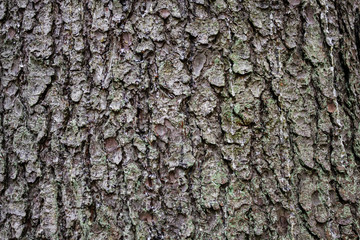 Texture of spruce bark with leaking resin