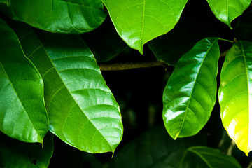 Green Leaf on Black Background : Look and feel of Tropical Forest and Nature