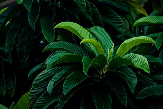 Fototapeta Green Big Leaf Background : Look and feel of Tropical Forest and Nature
