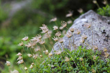 Geum pentapetalum  flower changed to fluff