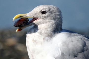 Gull and clam