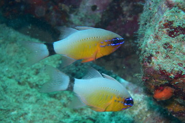 Fototapeta na wymiar アニラオ 17 青いマスカラの熱帯魚
