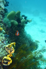 アニラオ 17 クマノミの景色