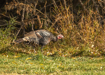 wild turkey with patterned grey feathers  in autumn
