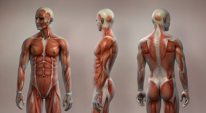 Muscles male front side back