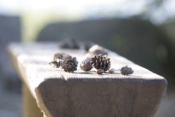 ベンチの上の松ぼっくりに日光が当たる