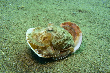 アニラオ 17 貝に隠れるタコ その２