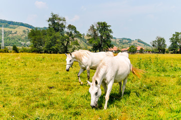 Couple of horses walking in the green meadows.