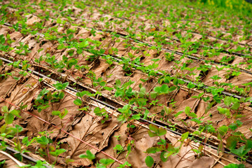 Strawberry farm  plantation on a sunny day