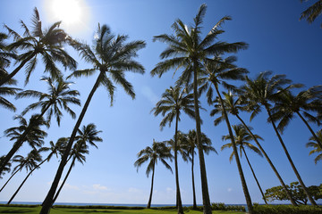 Obraz premium palm trees on the beach
